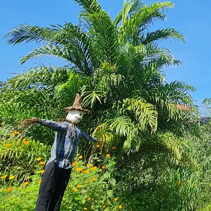 Espantalho de camisa xadrez e chapéu de palha no jardim, diante de uma palmeira e flores alaranjadas